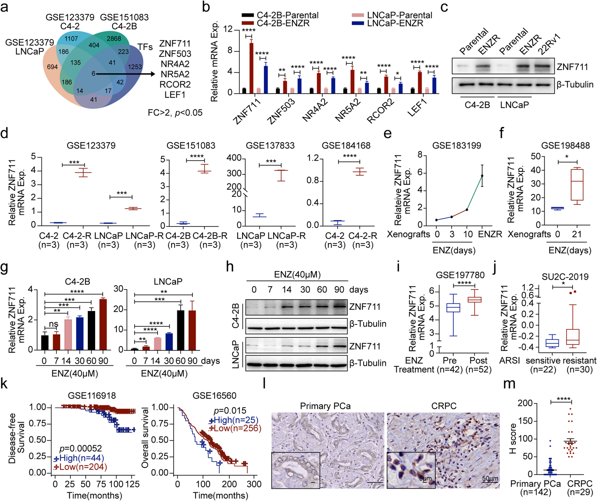 ZNF711 promotes enzalutamide resistance through transcriptional and epigenetic modification of the androgen receptor signaling pathway