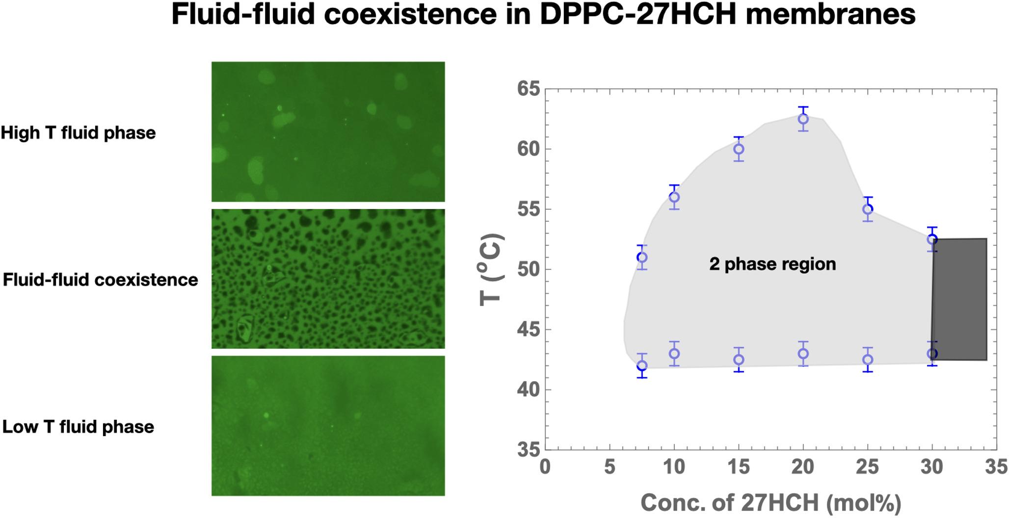 Oxysterol Induced Fluid-Fluid Phase Separation in Saturated Phosphatidylcholine Membranes: Influence of Lipid Chain Length