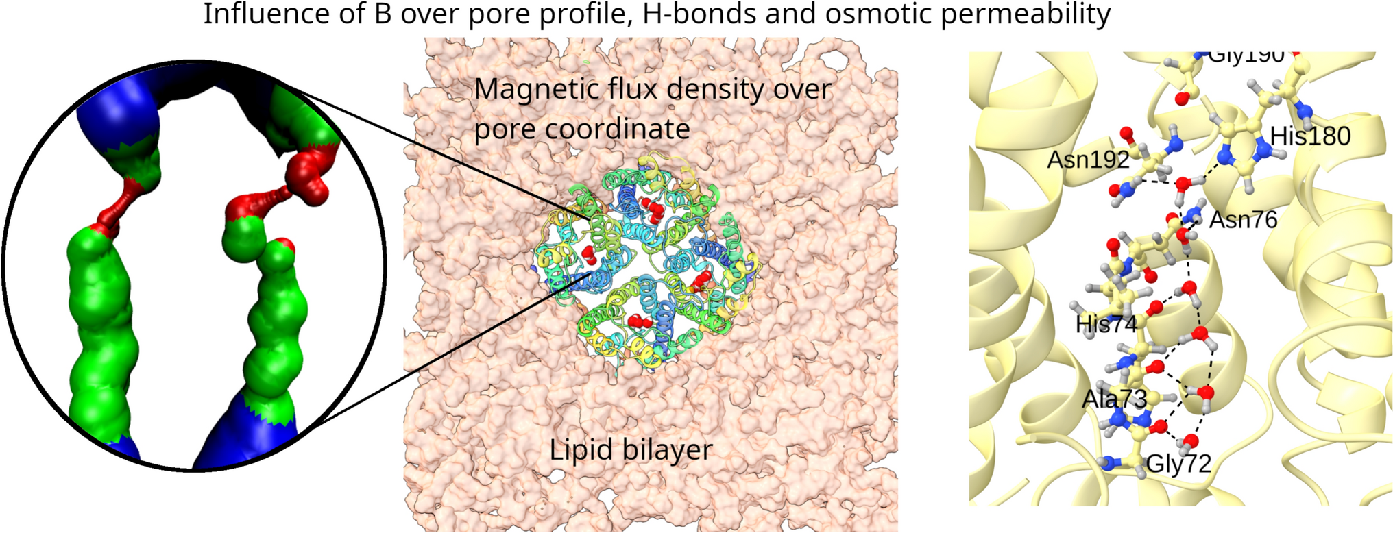 Analysis of the Effect of the Magnetic Field on Water Flux Through TIP3;1 Aquaporins Using Molecular Dynamics in GROMACS