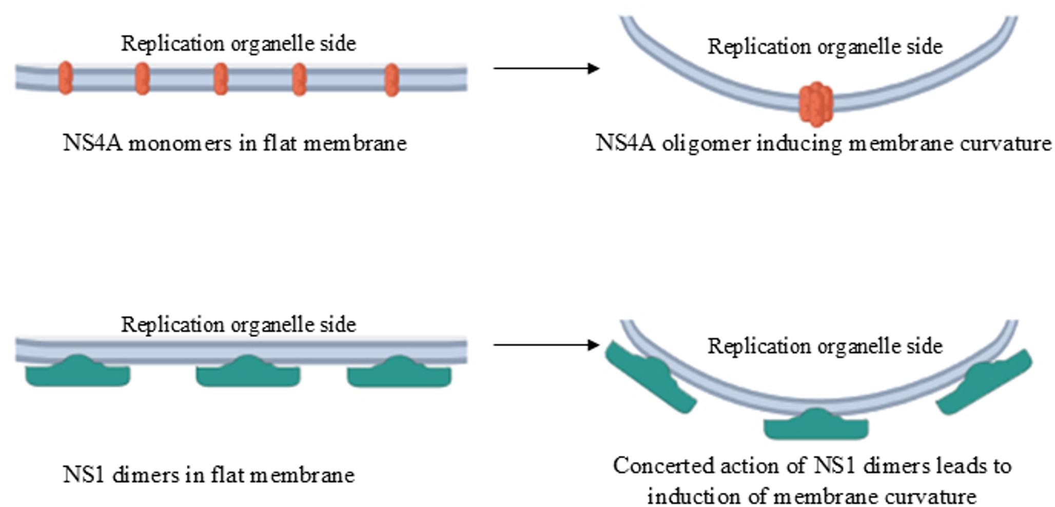 Membrane Remodeling Activity of Dengue Virus NS4A and NS1 Proteins: A Computational Perspective