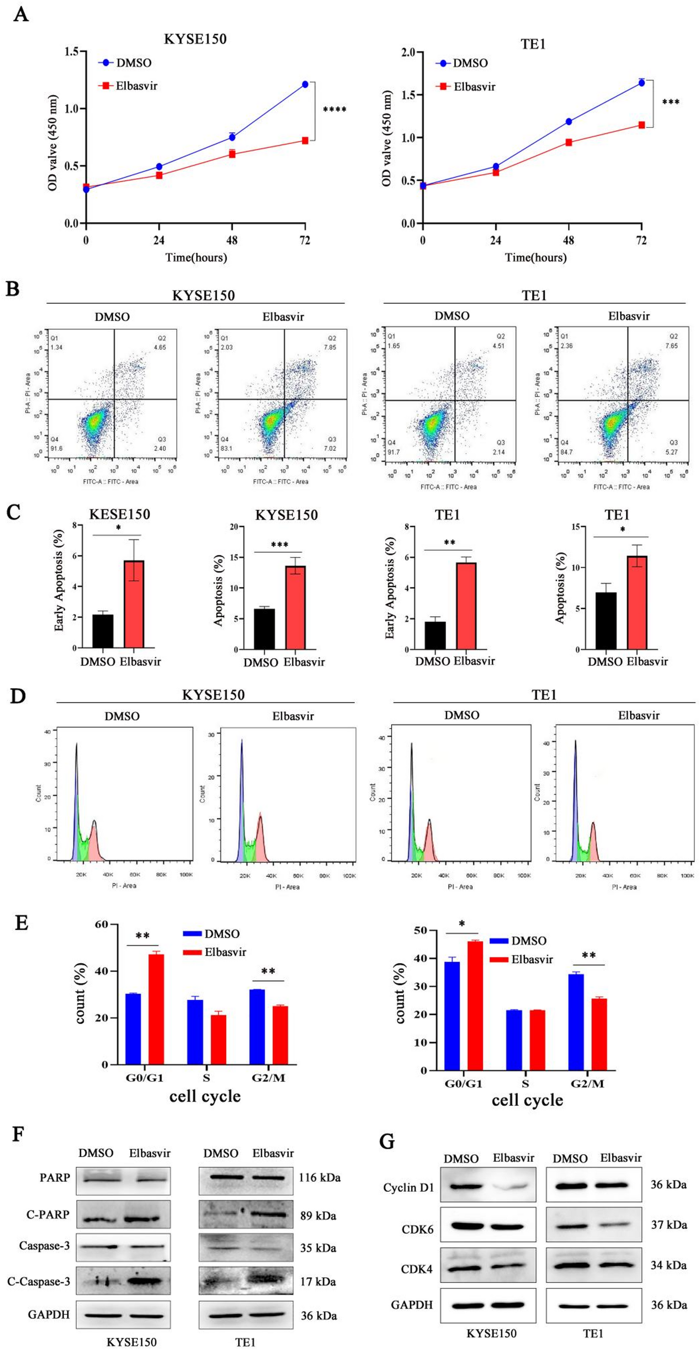 Elbasvir triggers ferroptosis in esophageal squamous cell carcinoma through NCOA4-mediated ferritinophagy