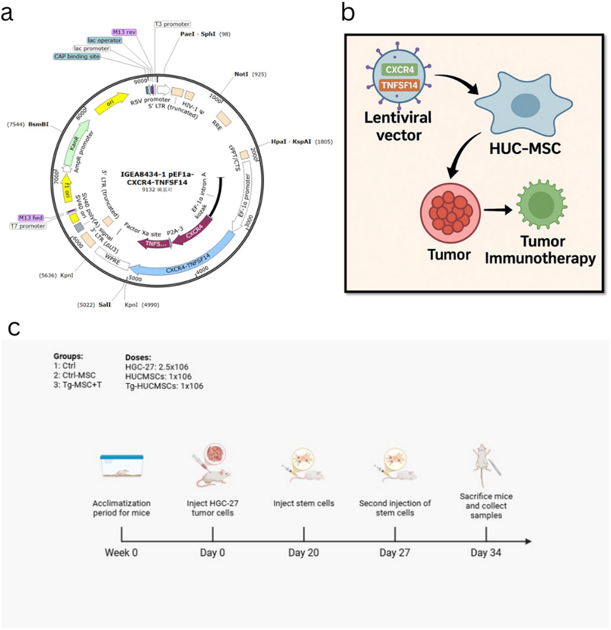Engineered mesenchymal stem cells expressing CXCR4 and LIGHT enhance Anti-Tumor activity in a subcutaneous gastric cancer xenograft model
