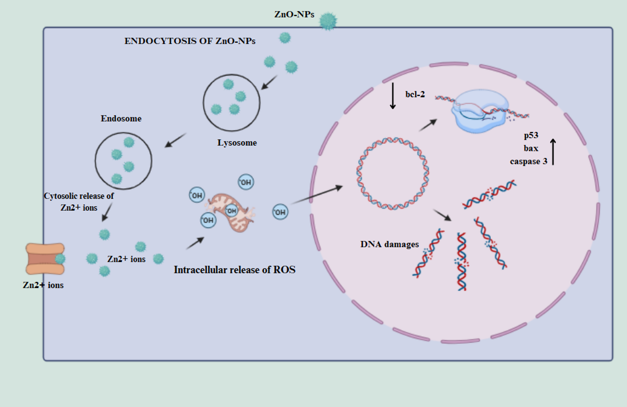 Bio-mediated synthesis of zinc oxide nanoparticles from  leaves: A potent inducer of apoptosis in lung cancer cells