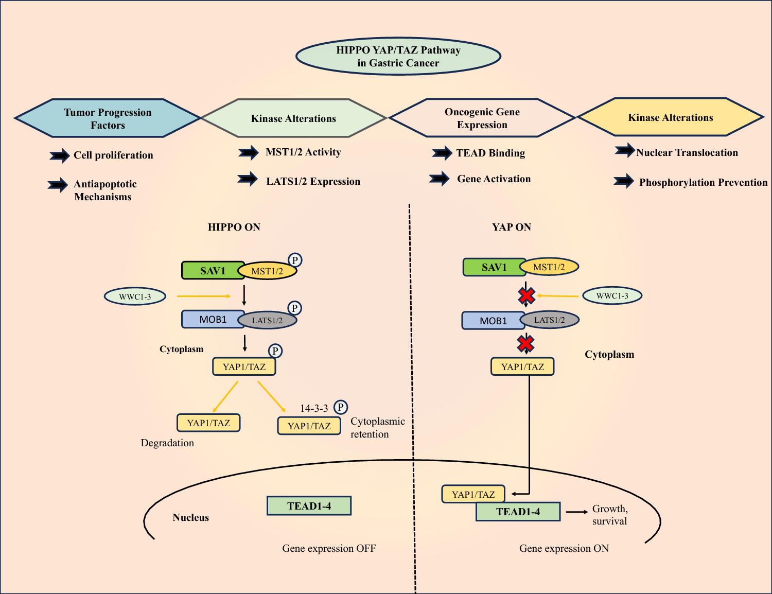 Hippo-YAP/TAZ signaling in gastric cancer: molecular pathogenesis and emerging therapeutic horizons