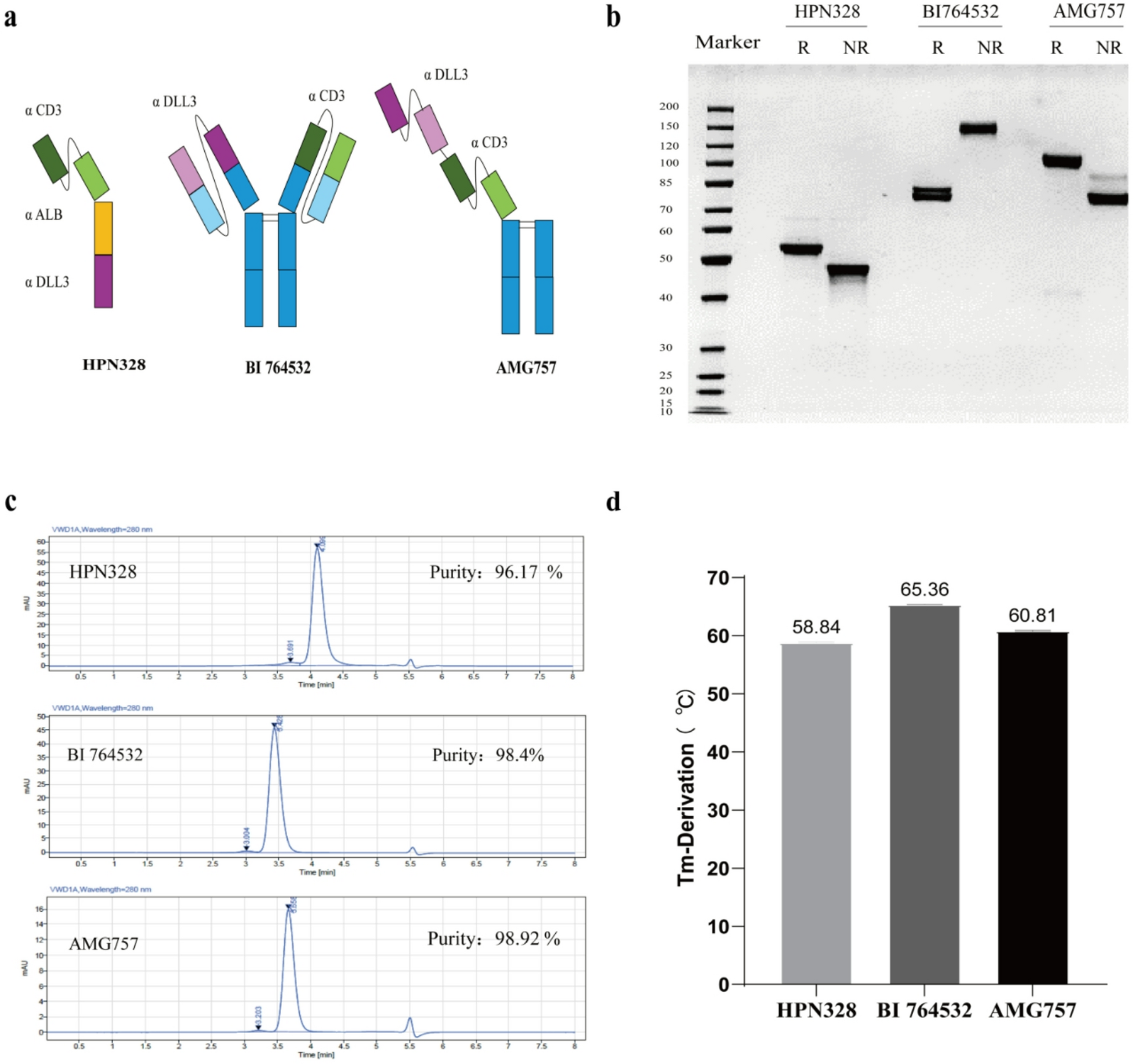 Structural and functional insights into CD3 bispecific antibodies targeting DLL3 in cancer immunotherapy