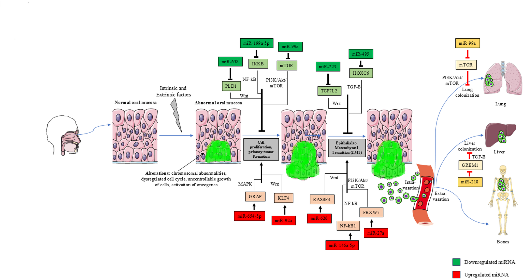 MicroRNA mediated signaling and metabolic reprogramming in oral squamous cell carcinoma
