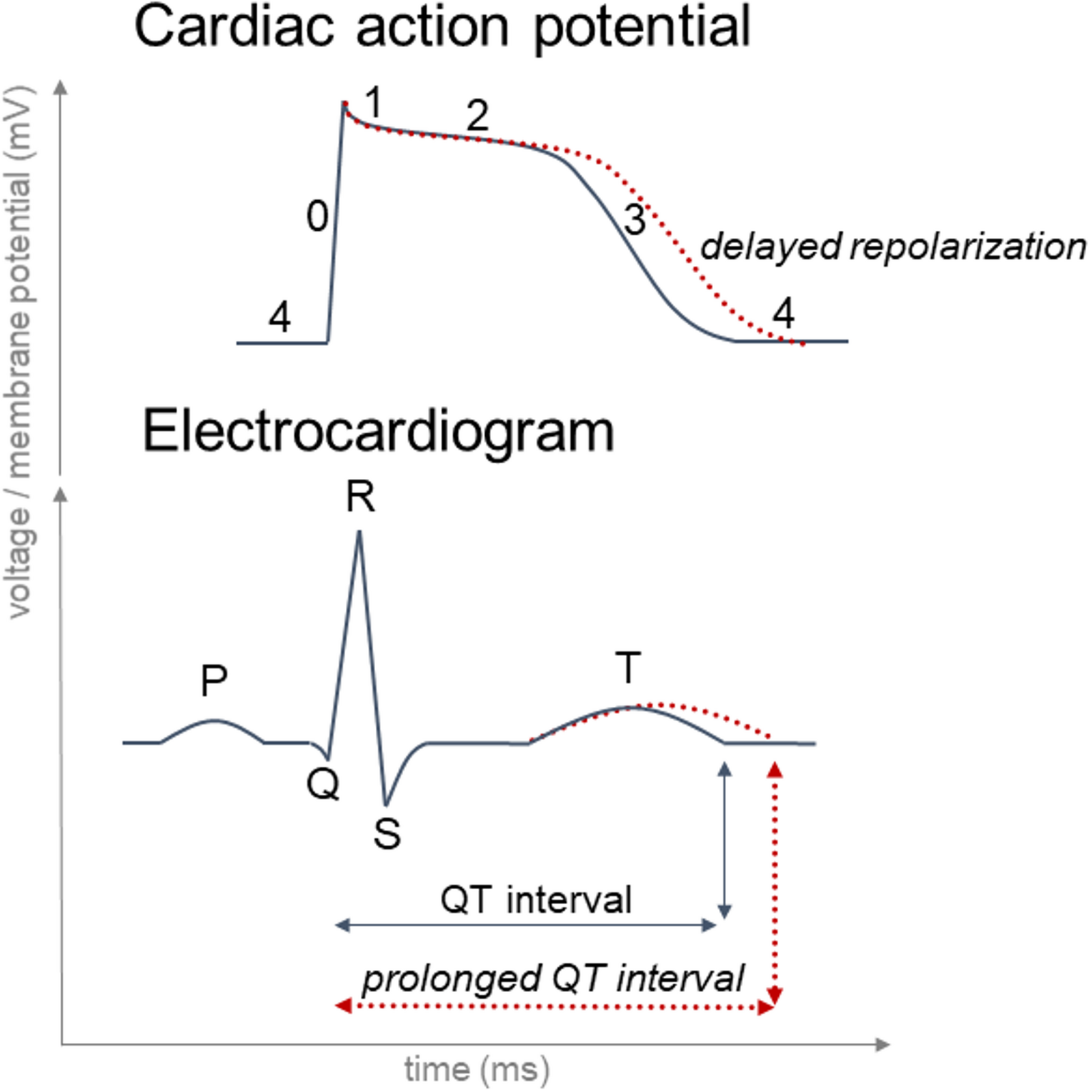 QT interval prolongation: clinical assessment, risk factors and quantitative pharmacological considerations