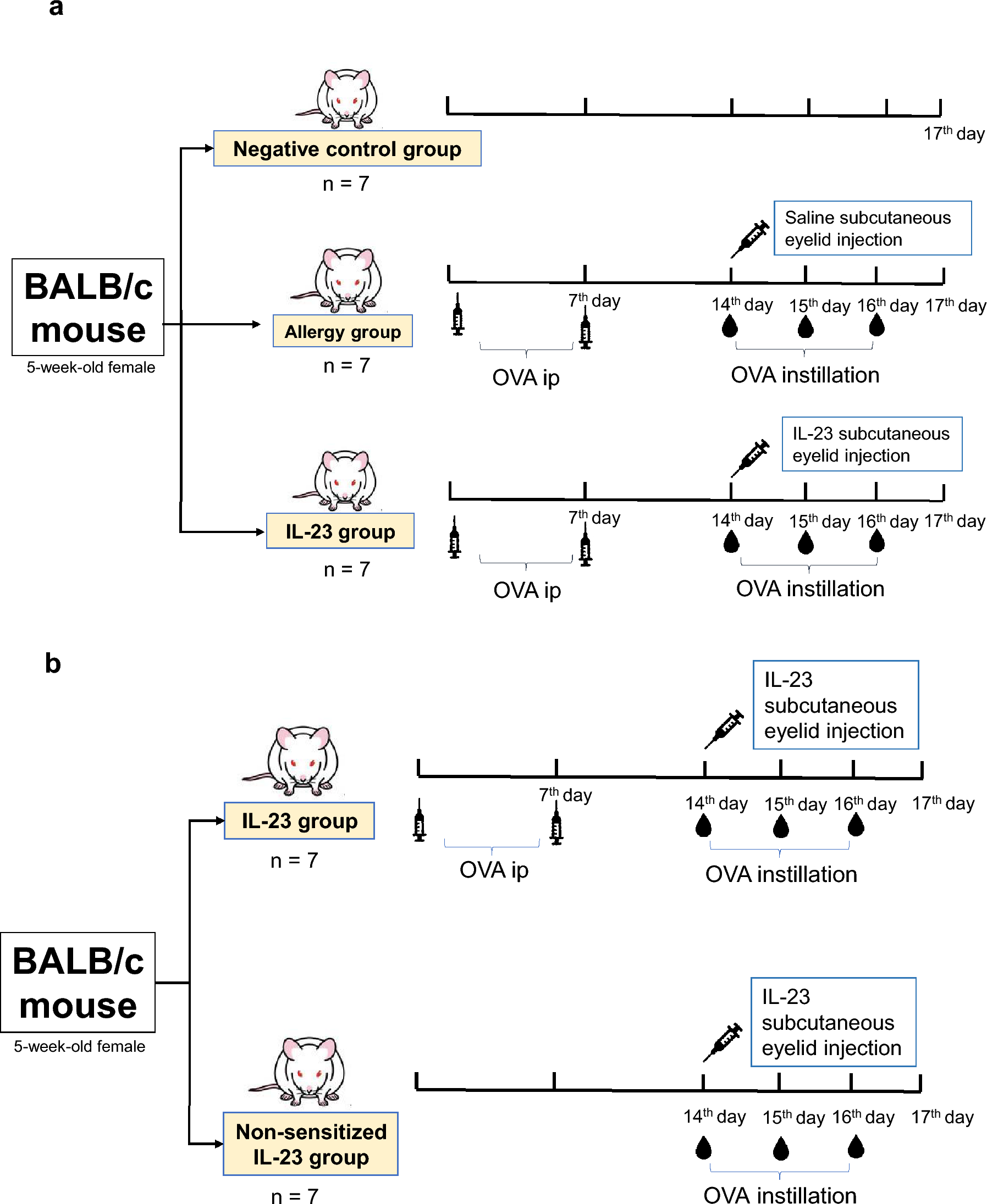 Conjunctival allergic inflammation involving the interleukin-23/T helper type 17 immune axis in an experimental allergic conjunctivitis mouse model