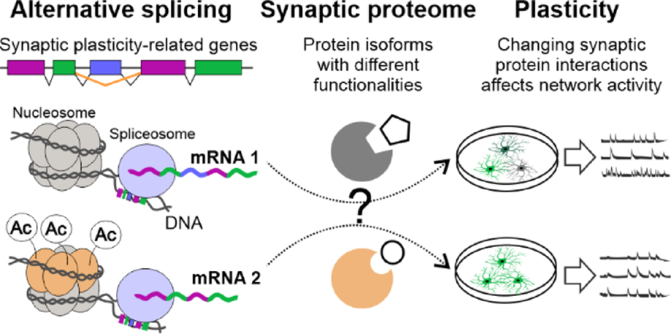 HDAC Inhibition Reshapes Splicing of Synaptic Plasticity-Related Genes and Neural Network Dynamics