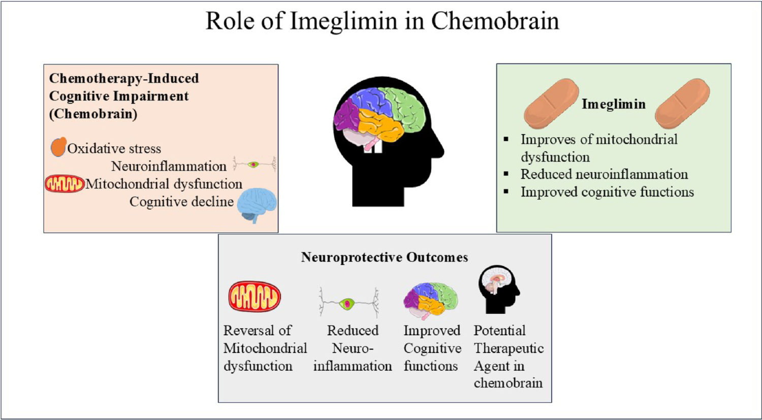 Repurposing Imeglimin for Chemotherapy-Induced Cognitive Impairment: Targeting Mitochondrial Dysfunction and Neuroinflammation