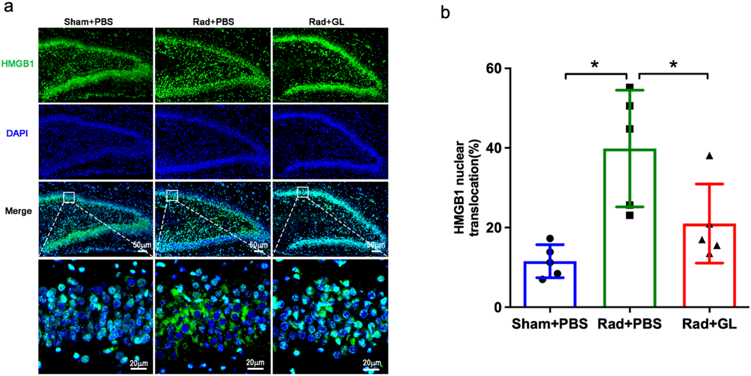 Early HMGB1 Inhibition Reduces Hippocampal Injury During Adolescence in a Young Mouse Model of Radiation-Induced Brain Injury