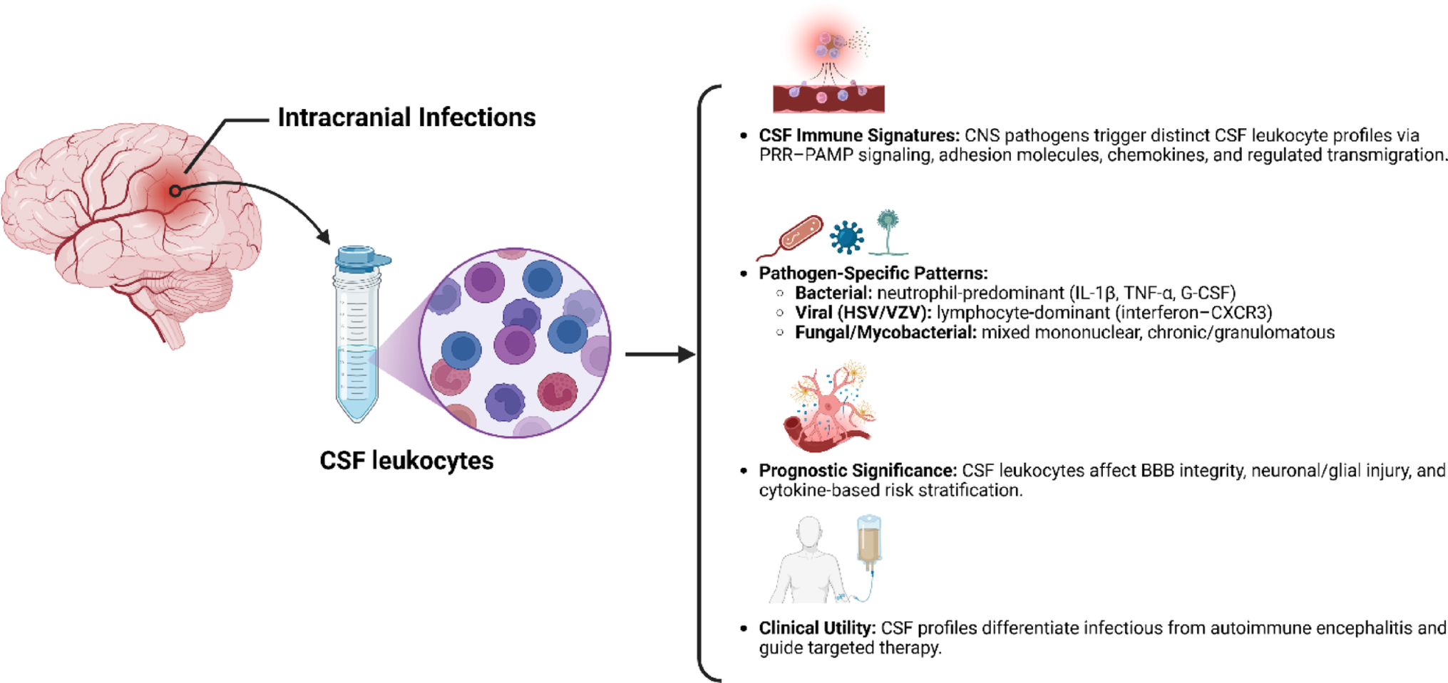 CSF Leukocytes in Intracranial Infections: Diagnostic, Mechanistic, and Therapeutic Insights for Neurocritical Care