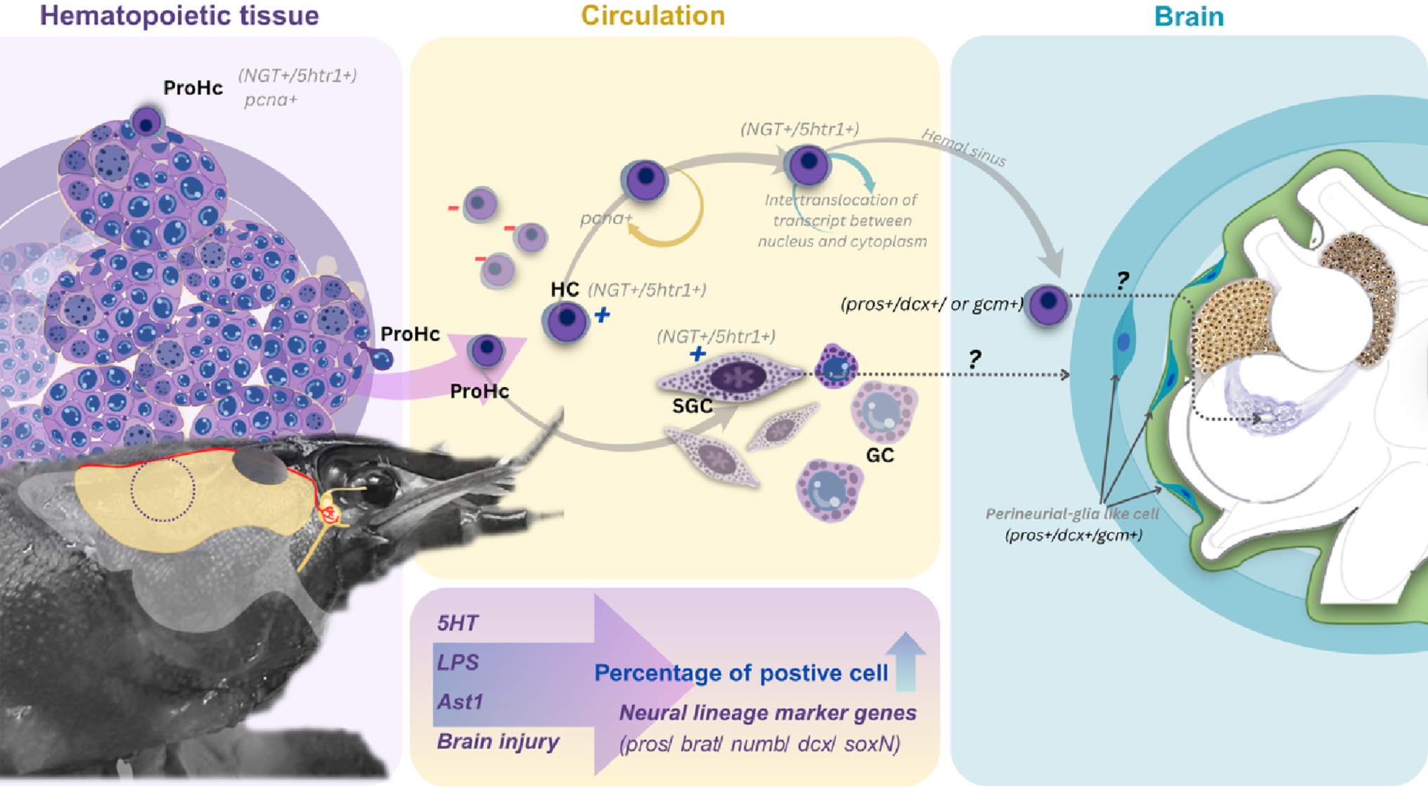 A Subset of Circulating Hemocytes Expresses Genes Indicating Neural Precursor Identity