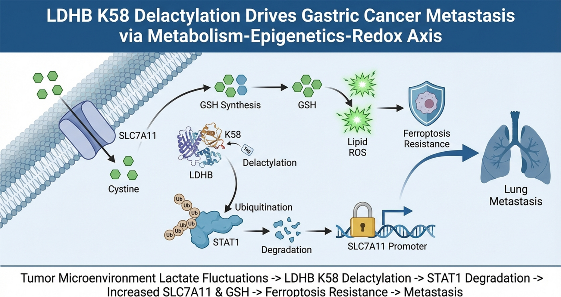 Lactate Dehydrogenase B delactylation promotes gastric cancer metastasis via enhancing glutathione-mediated resistance to ferroptosis