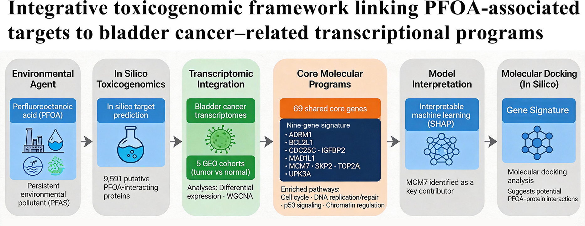 Toxicogenomic Characterization of Perfluorooctanoic Acid–Associated Bladder Carcinogenesis