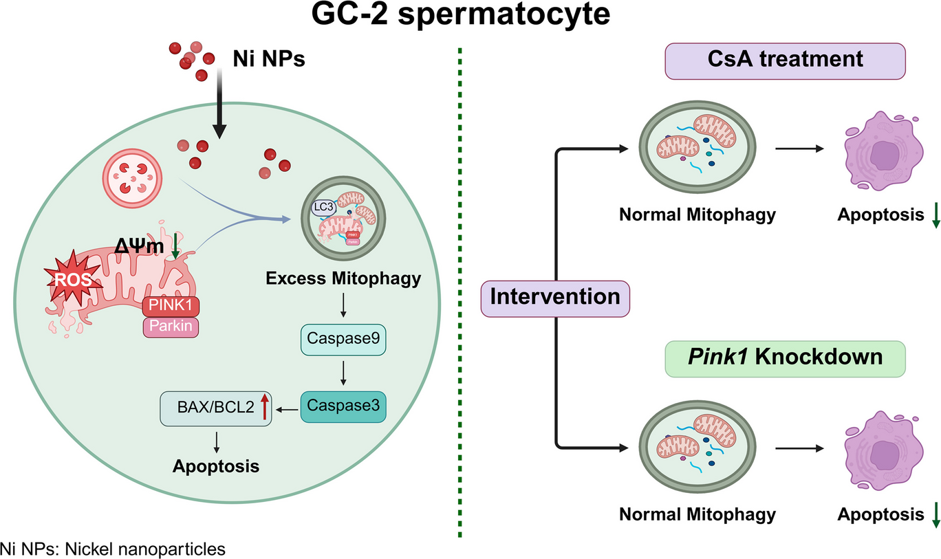 Overloaded mitochondrial stress drives reproductive damage in GC-1 mouse spermatogonia cells exposed to nickel nanoparticle
