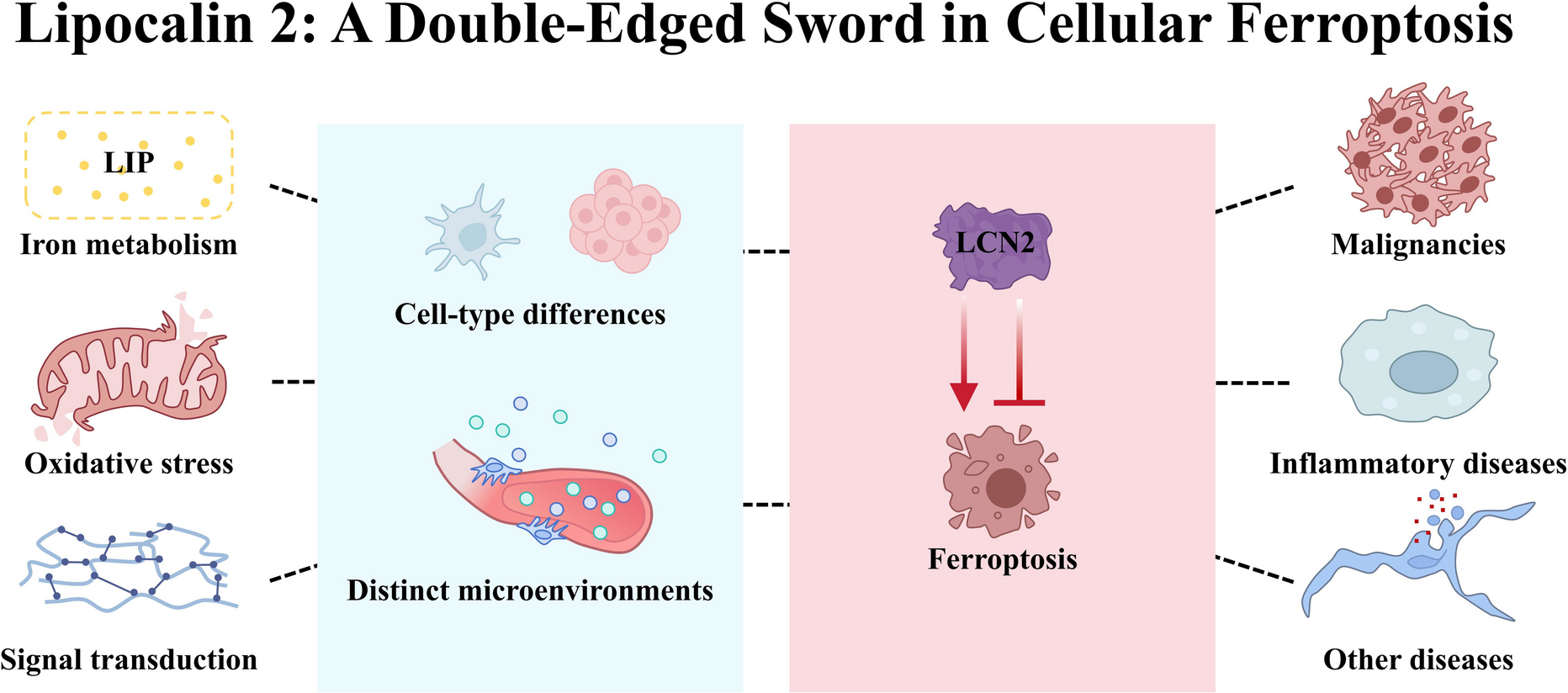 Lipocalin 2: a double-edged sword in cellular ferroptosis