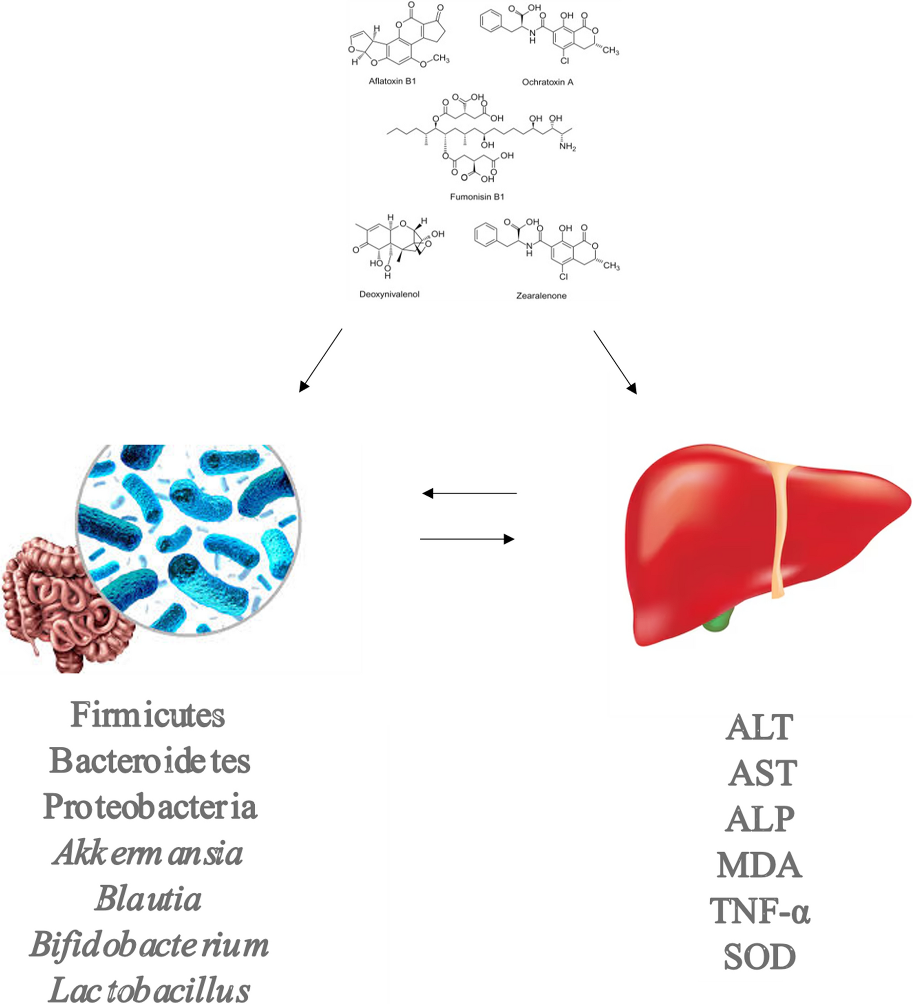 Mycotoxins, gut microbiota alterations and liver disease in animals: A scoping review