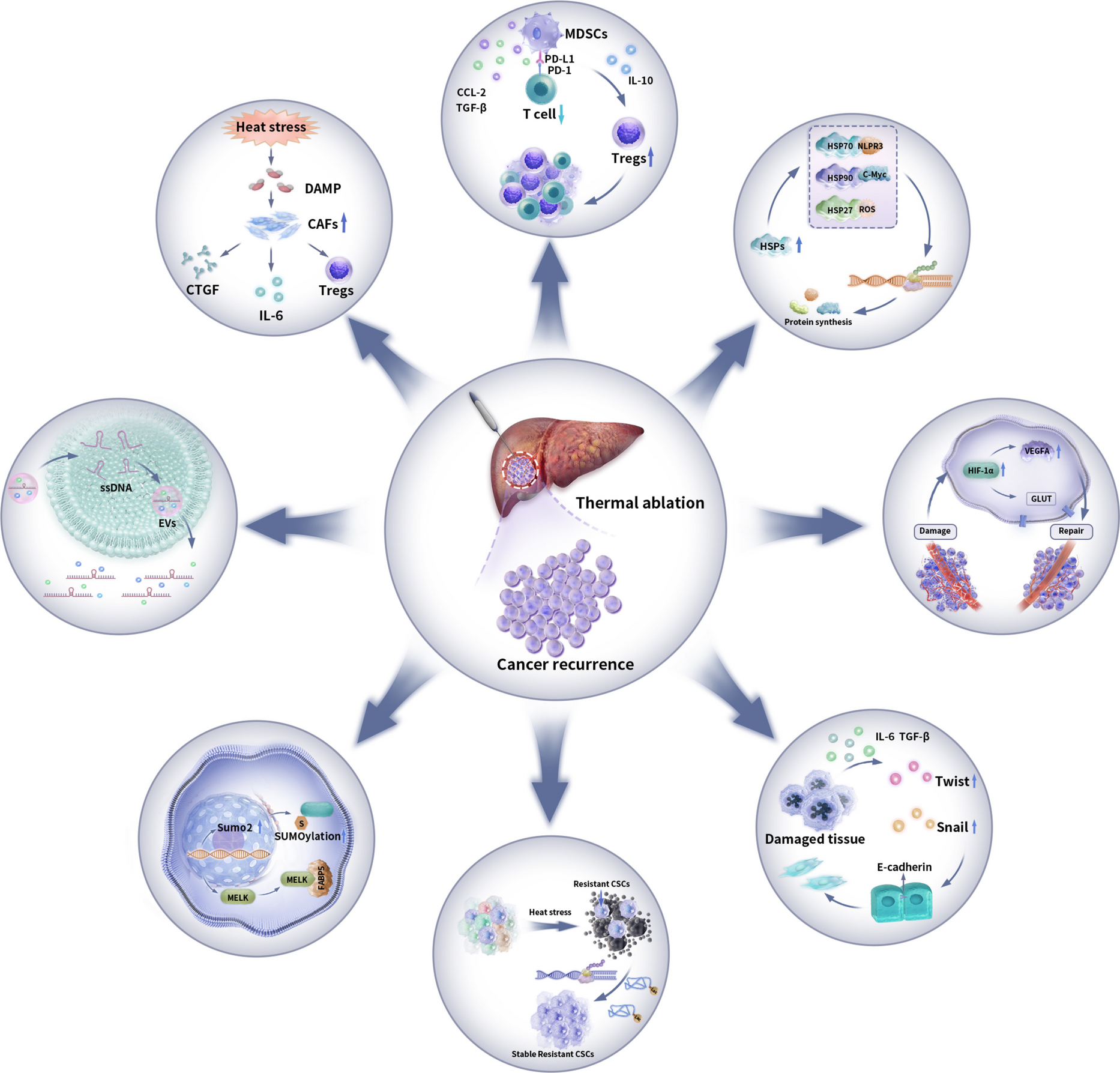 Sublethal heat stress synergizes with the tumor microenvironment to drive recurrence of hepatocellular carcinoma after thermal ablation: mechanisms, molecular predictors, and targeted interventions