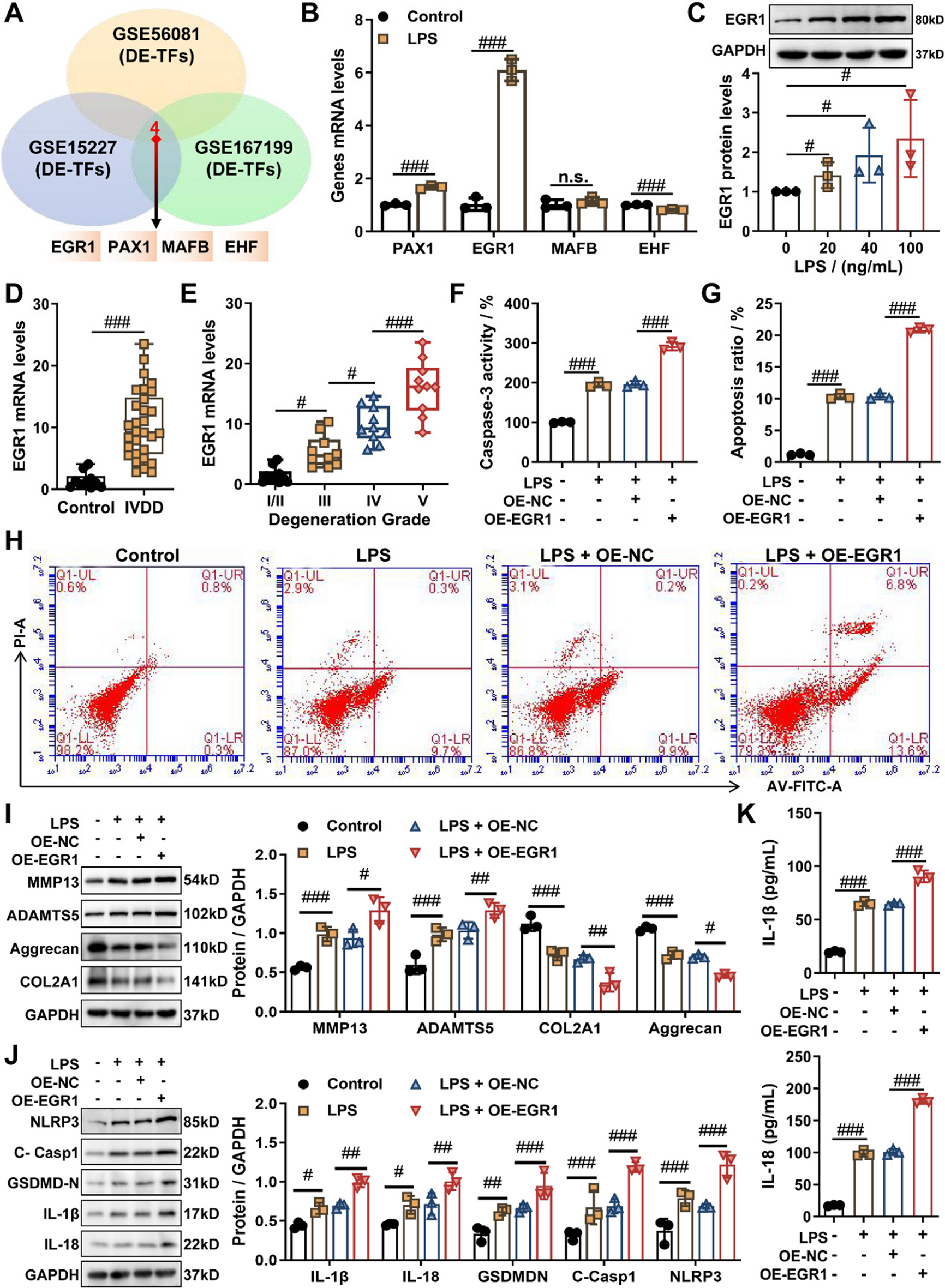 EGR1/miR-4306/MAT2A axis aggravates pyroptosis and extracellular matrix degradation of nucleus pulposus cells in intervertebral disc degeneration