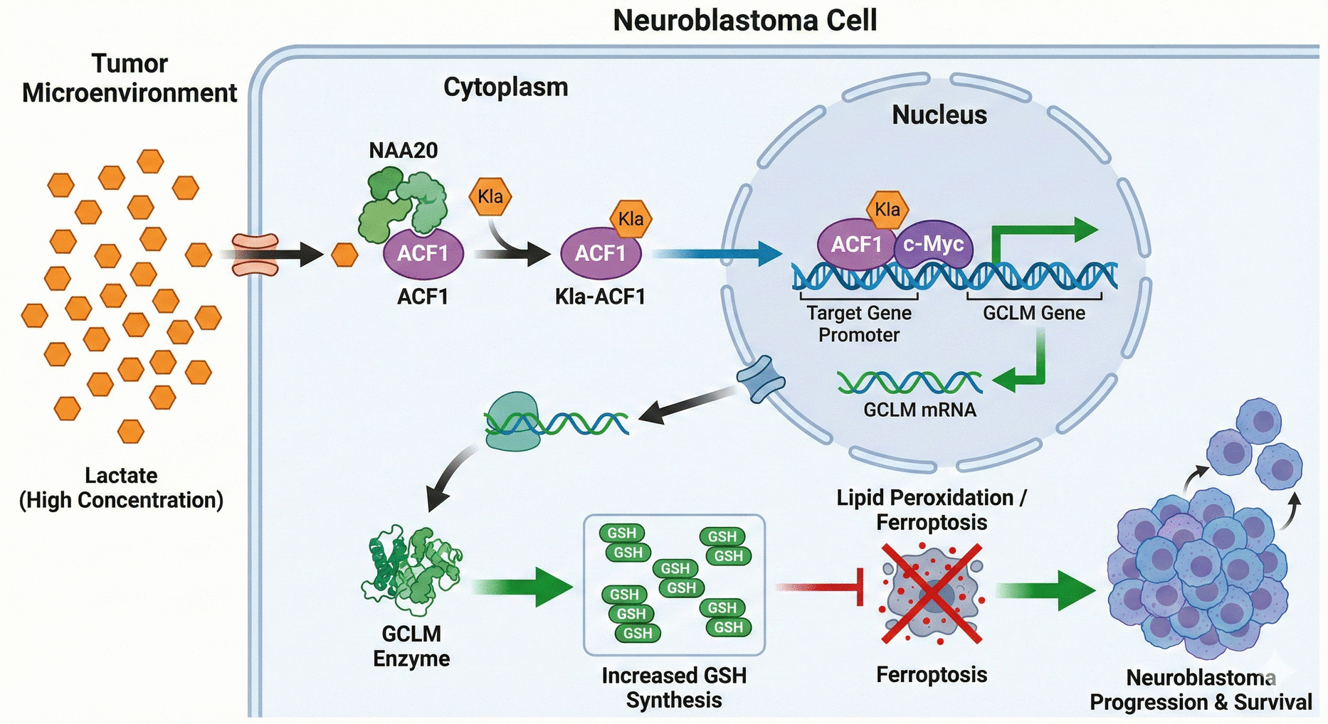 NAA20-mediated ACF1 lactylation drives neuroblastoma progression through enhancing GCLM-dependent glutathione synthesis