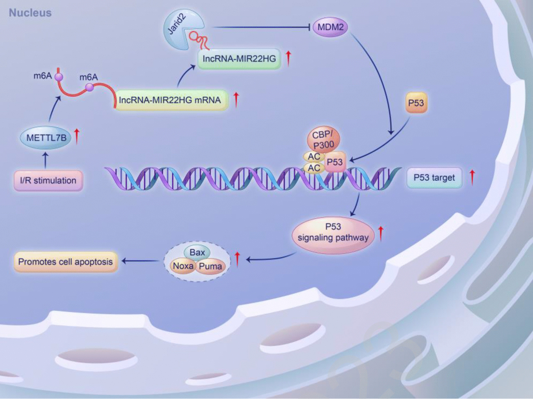 METTL7B-stabilized lncRNA-MIR22HG to drive p53-mediated neuronal apoptosis via the ubiquitinating JARID2 in cerebral ischemia/reperfusion injury