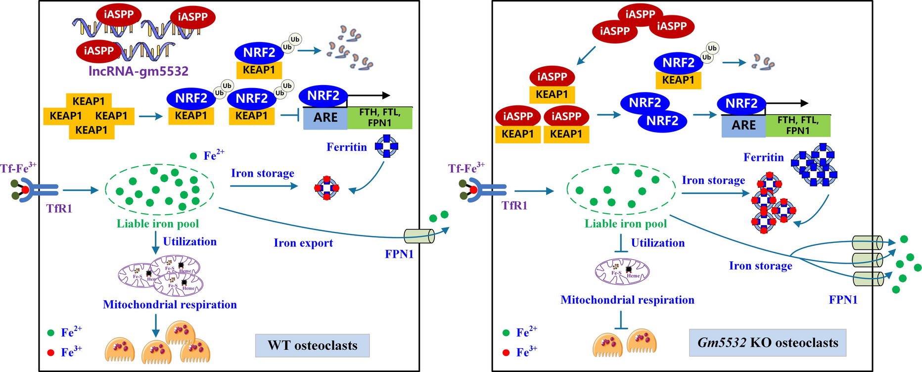 LncRNA-Gm5532 deficiency alleviates bone resorption by inhibiting mitochondrial respiration through iASPP/NRF2