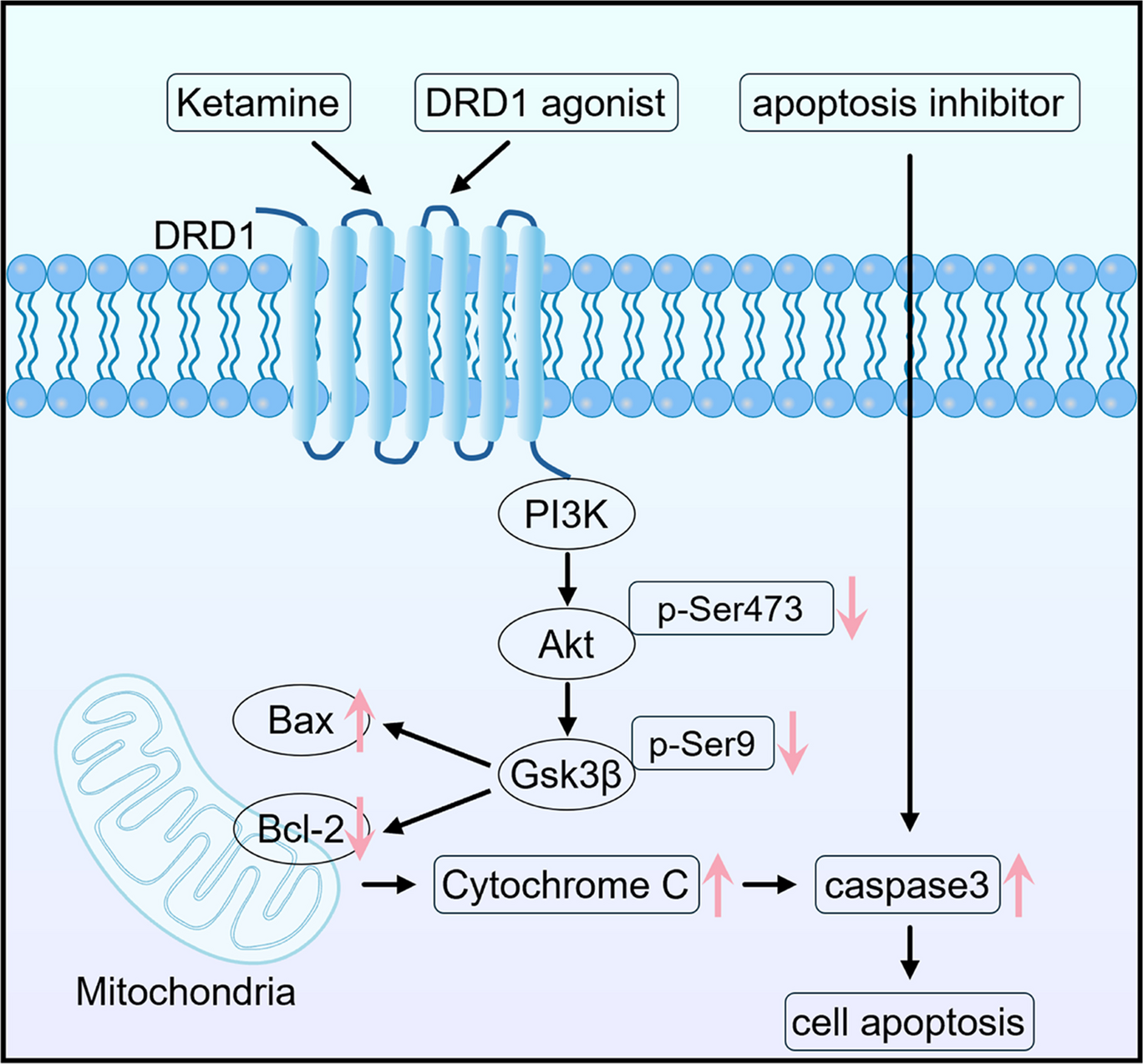 Repeated 7-day exposure to ketamine induces anxiety-like behaviors and neuronal apoptosis in mice via DRD1-medicated inhibition of Akt/Gsk-3β phosphorylation