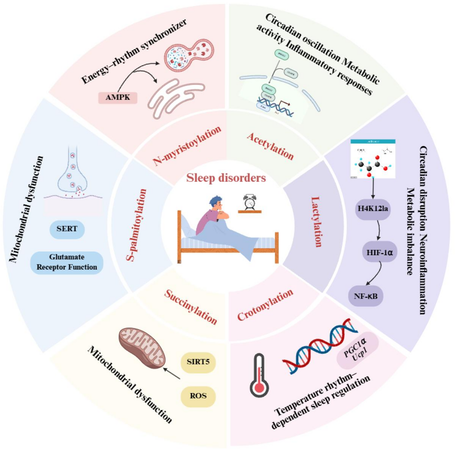 Protein Acylation Modifications in Sleep Disorders: Mechanisms and Therapeutic Potential