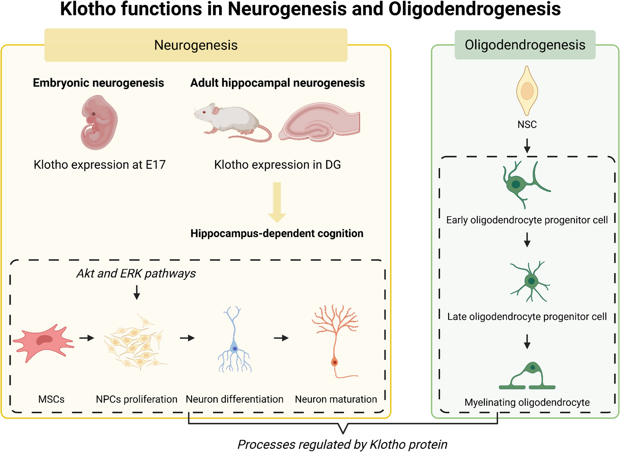 Klotho Function in Neurogenesis and Oligodendrogenesis: A Mini-Review Update