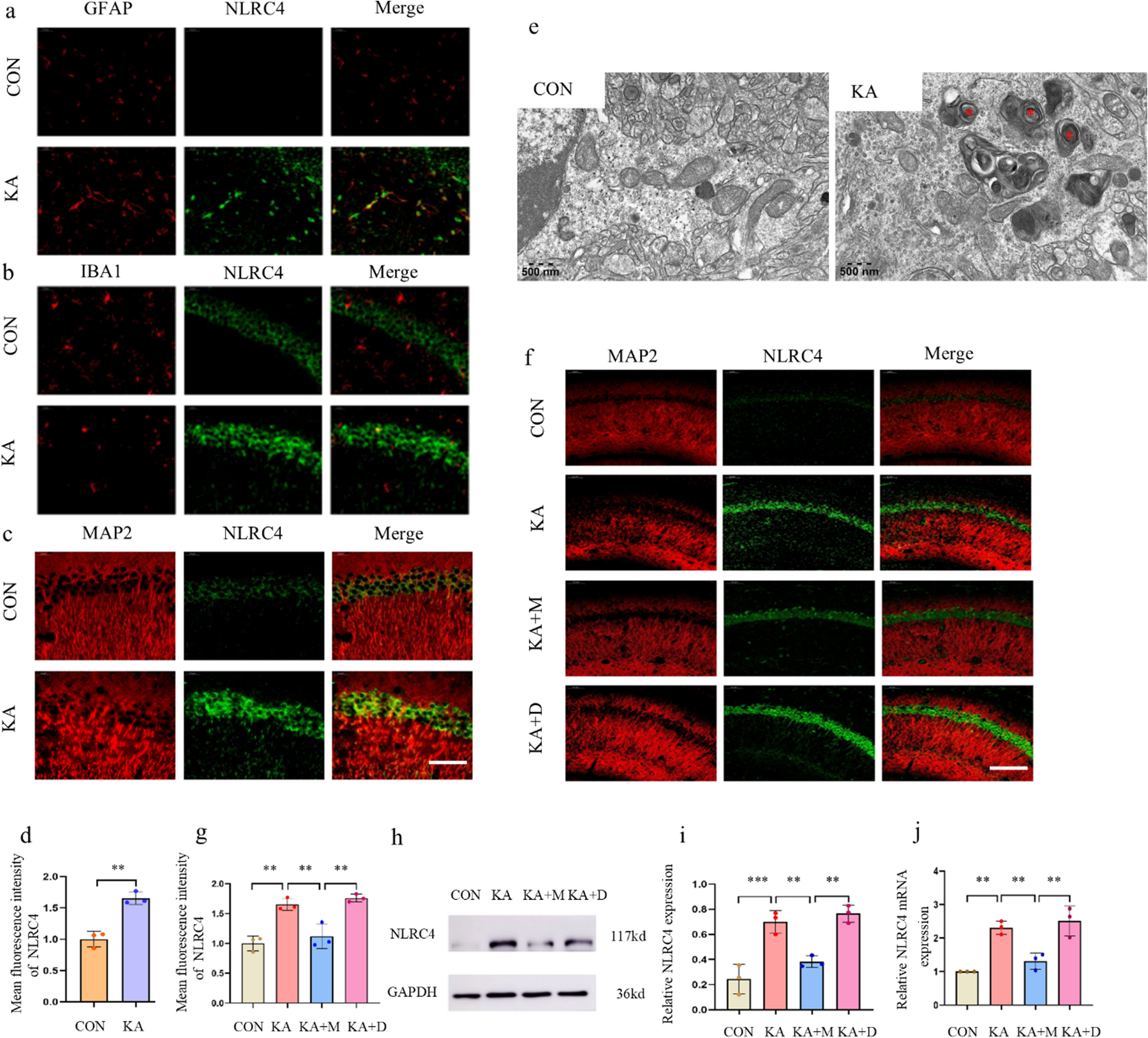 Mitophagy Inhibition Suppresses Seizures in Status Epilepticus Mice by Decreasing Hippocampal NLRC4 Expression