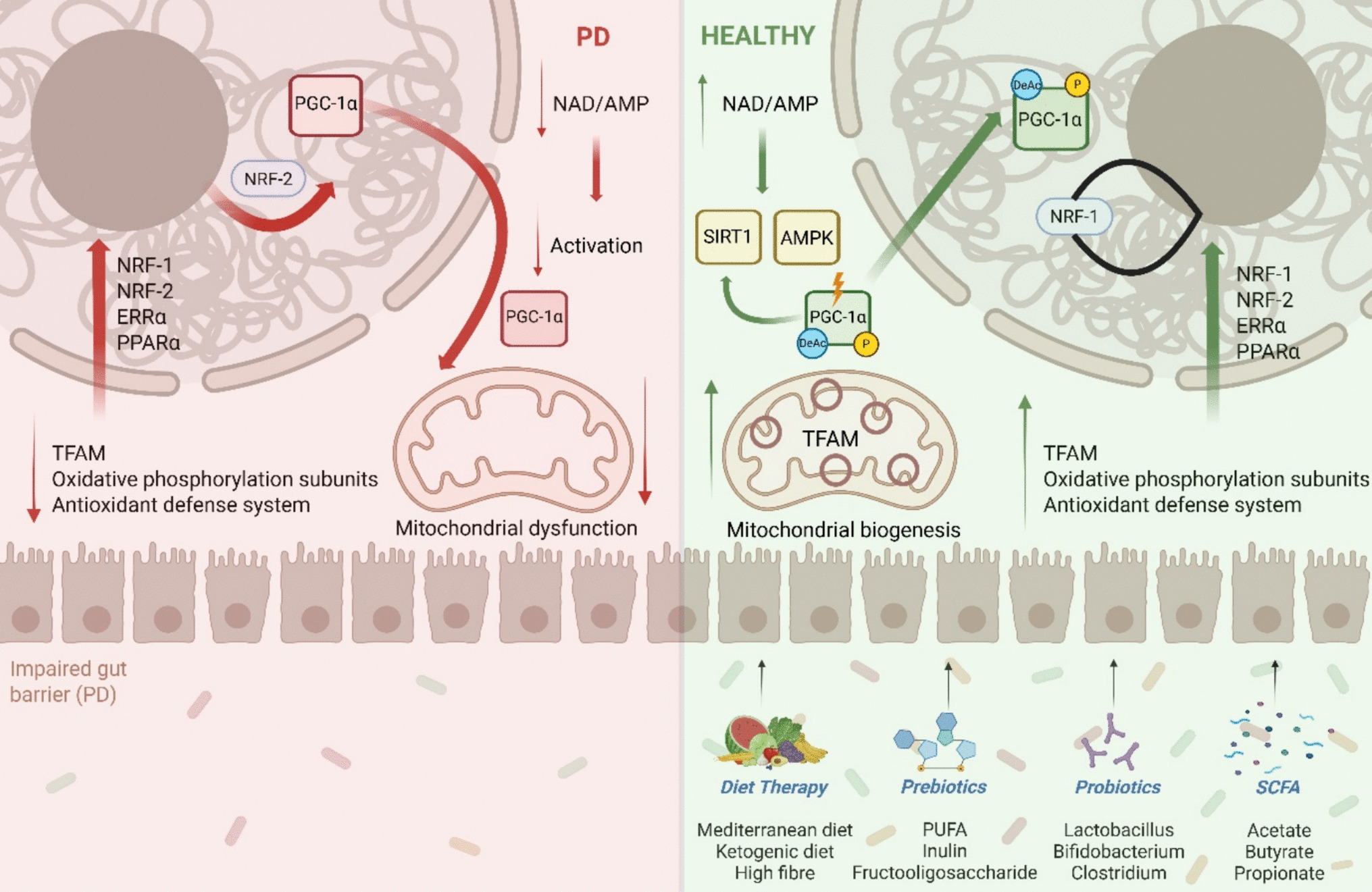“Unfolding Parkinson’s Disease Through the Microbiome-Gut-Brain Axis”