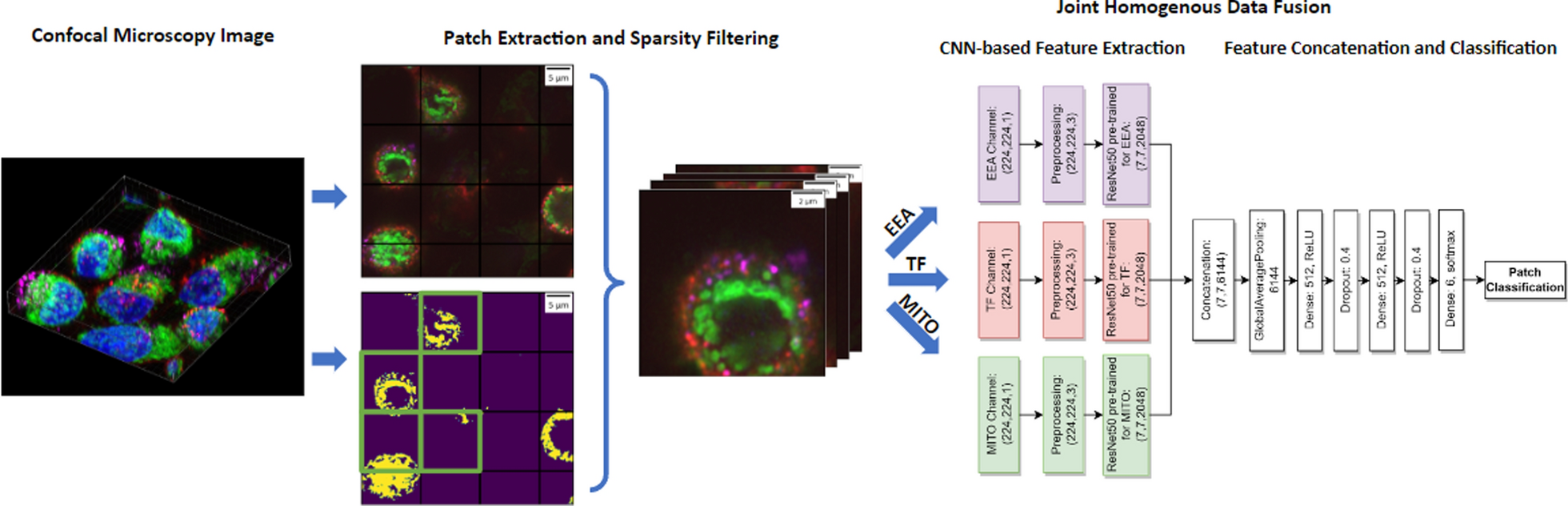 A data fusion deep learning approach for accurate organelle-based classification of cancer cells