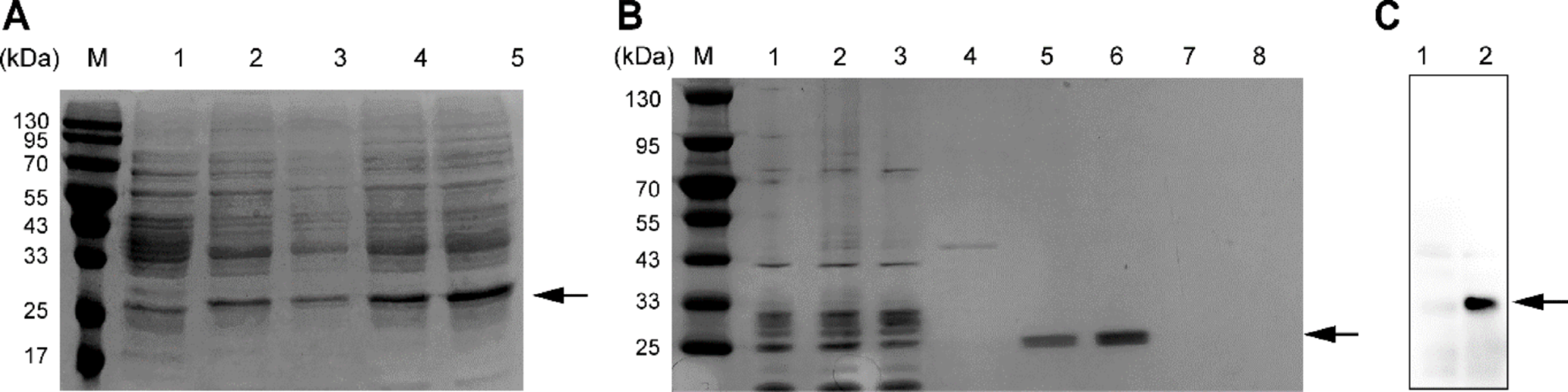 A potent protein vaccines OmpW induces strong protective immunity against  in a mouse model