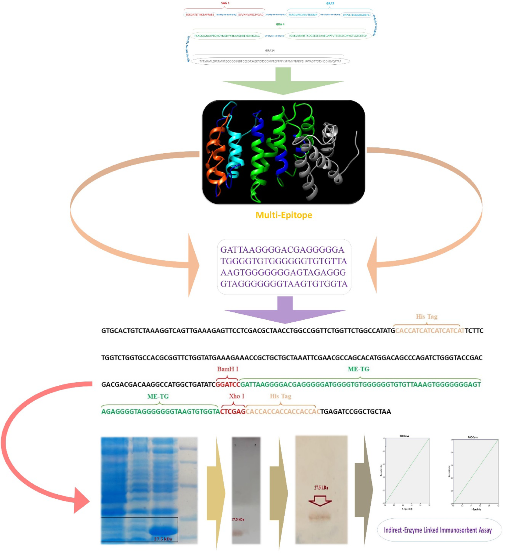 A comprehensive multi-epitope recombinant protein strategy for accurate serological detection of  infection