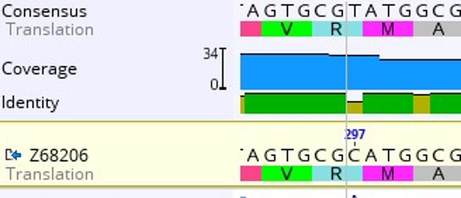 Genotypic investigation of  in patients with relapsing leprosy in Mato Grosso, Brazil