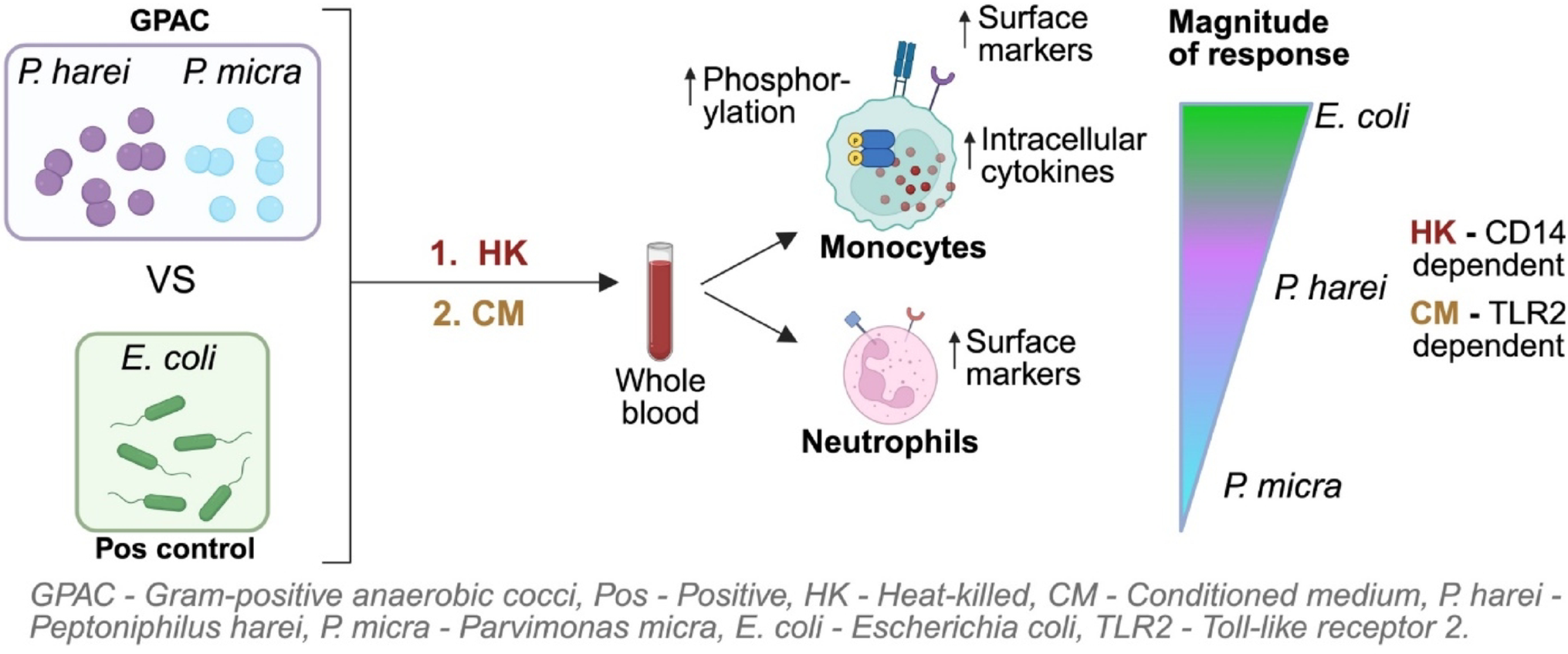 Commensal  induce activation of monocytes via TLR2/CD14 signalling in whole blood