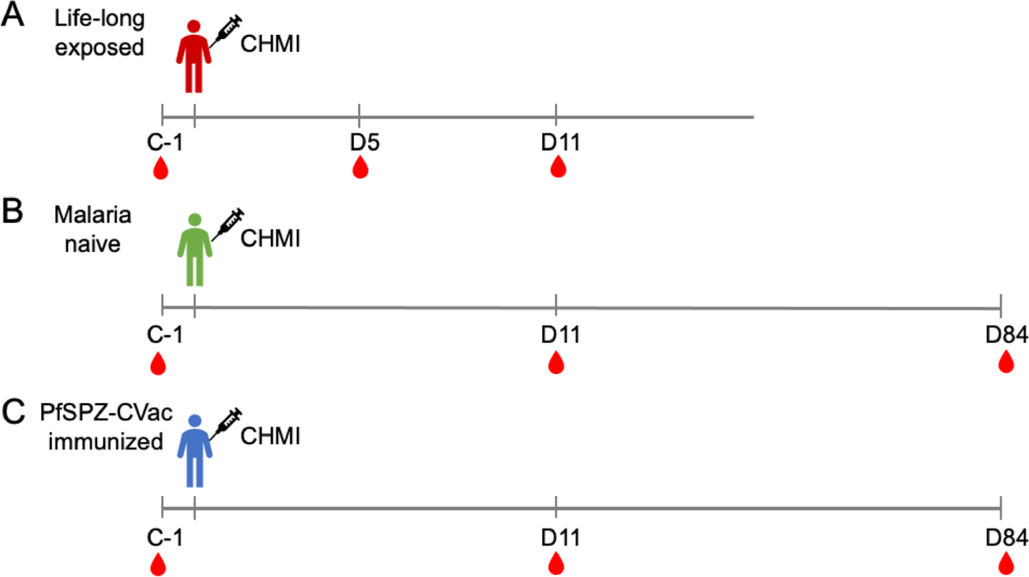 Effect of controlled human  infection on B cell subsets in individuals with different levels of malaria immunity