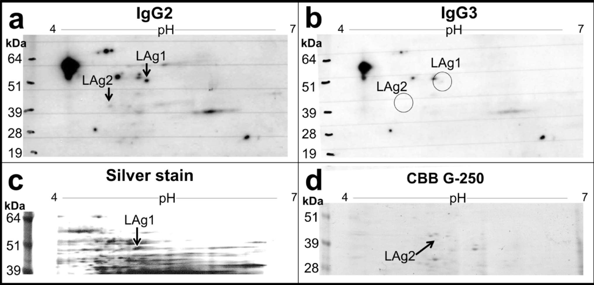 pyruvate kinase and mitochondrial processing protease: Two novel vaccine candidates, selected via a seroproteomic approach, trigger a protective immune response against murine cutaneous leishmaniasis