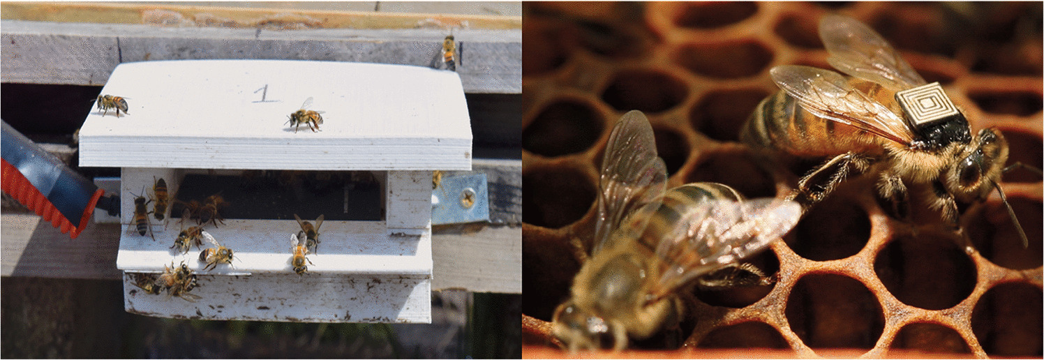 Infestation by Phorid Flies Disrupts Behavior and Immune Function in Honey Bees Monitored by Radio-frequency Identification
