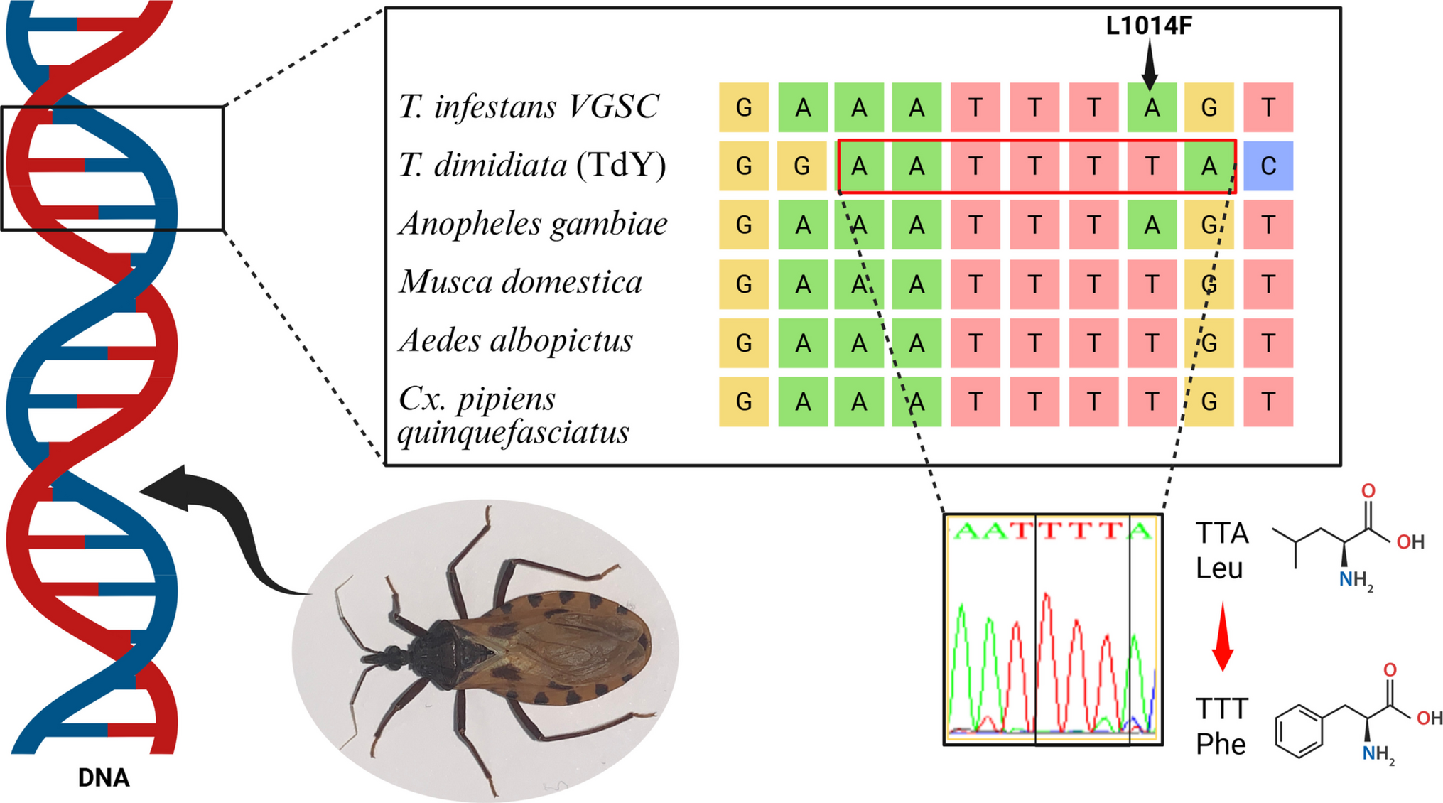 First Detection of the L1014F kdr Mutation in , a Vector of Chagas Disease in Mexico