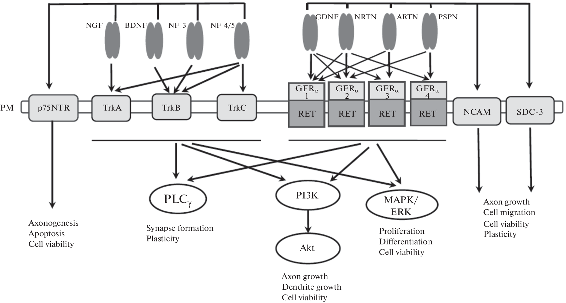 Proteins as Candidates for the Neurodegeneration Biomarkers