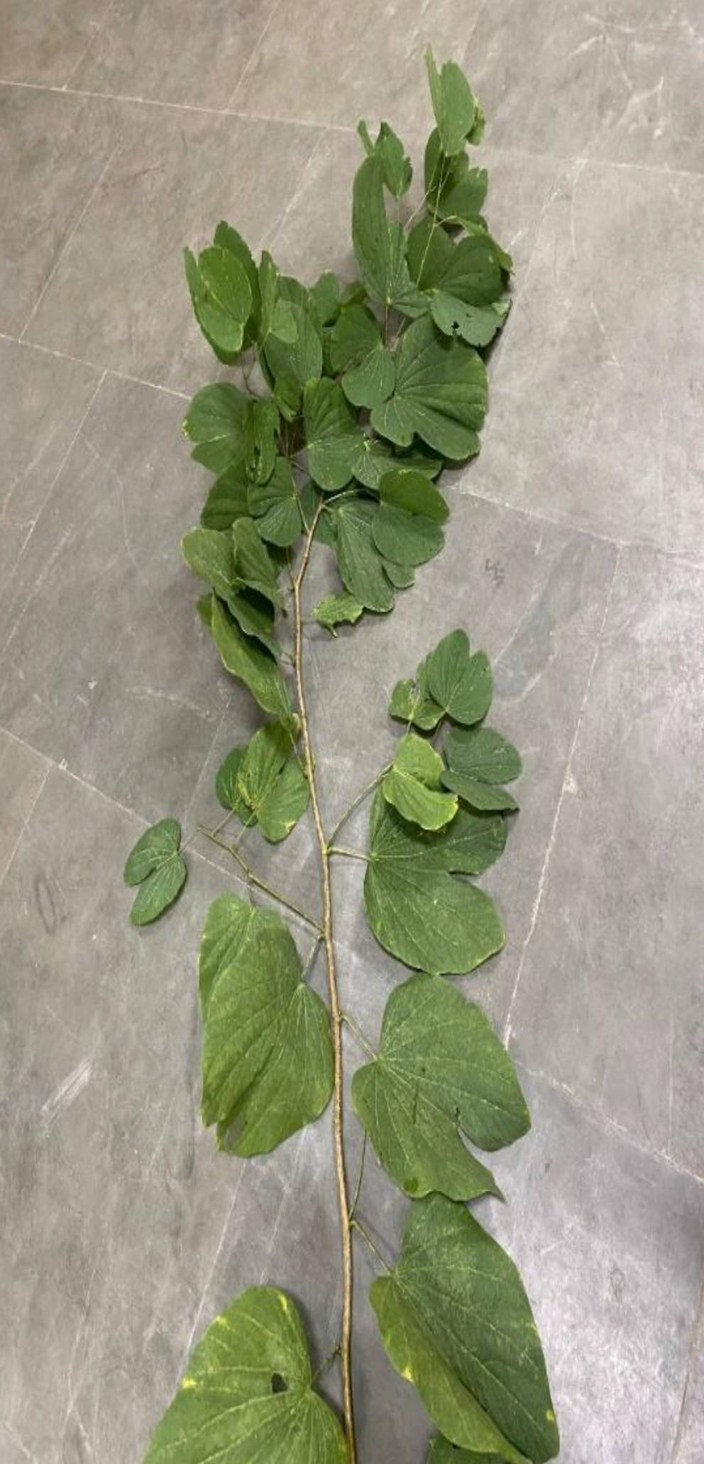 Phytochemical profiling and preliminary assessment of the antiepileptic activity of Bauhinia variegata leaves