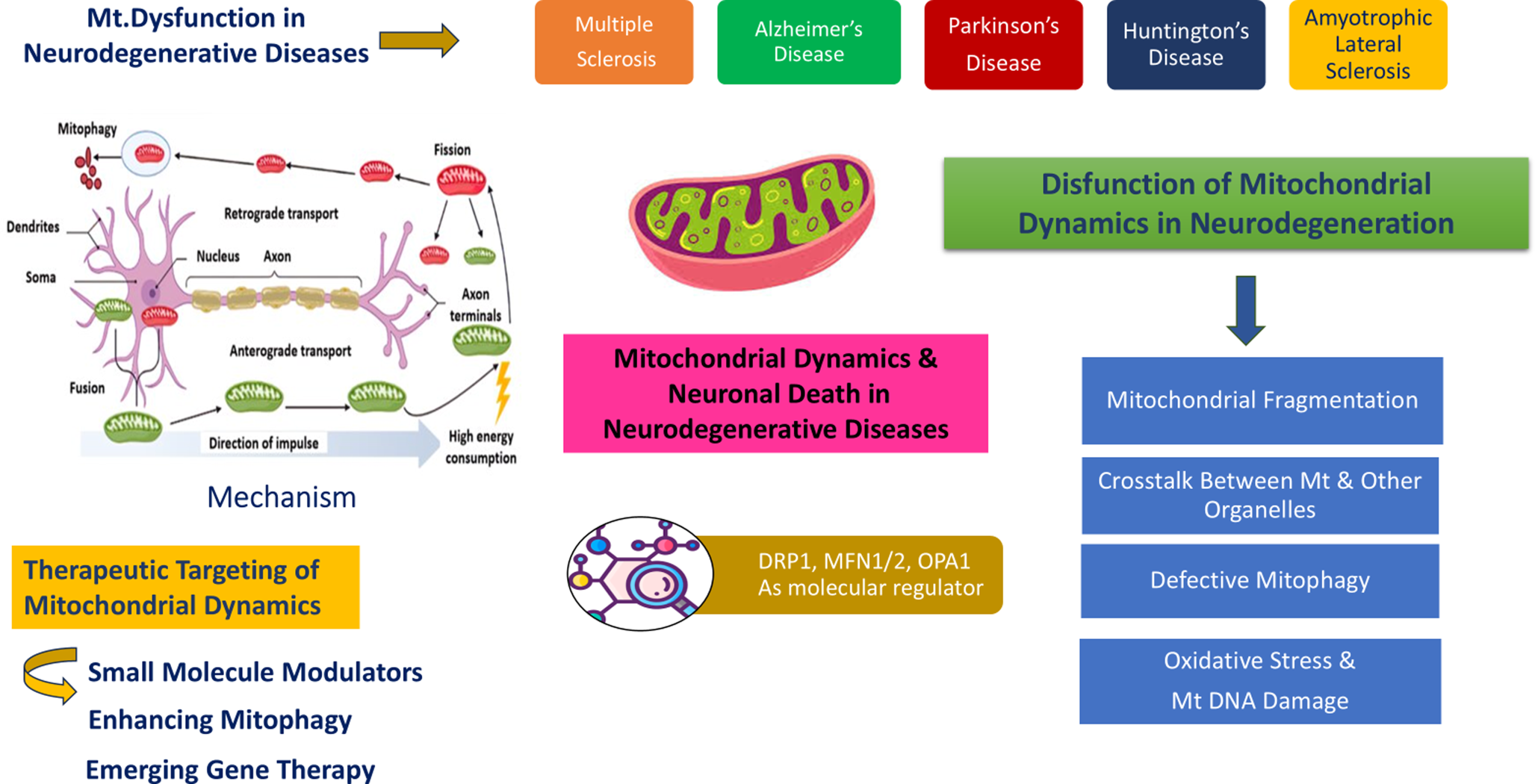 Mitochondrial dynamics and neuronal death in neurodegenerative diseases