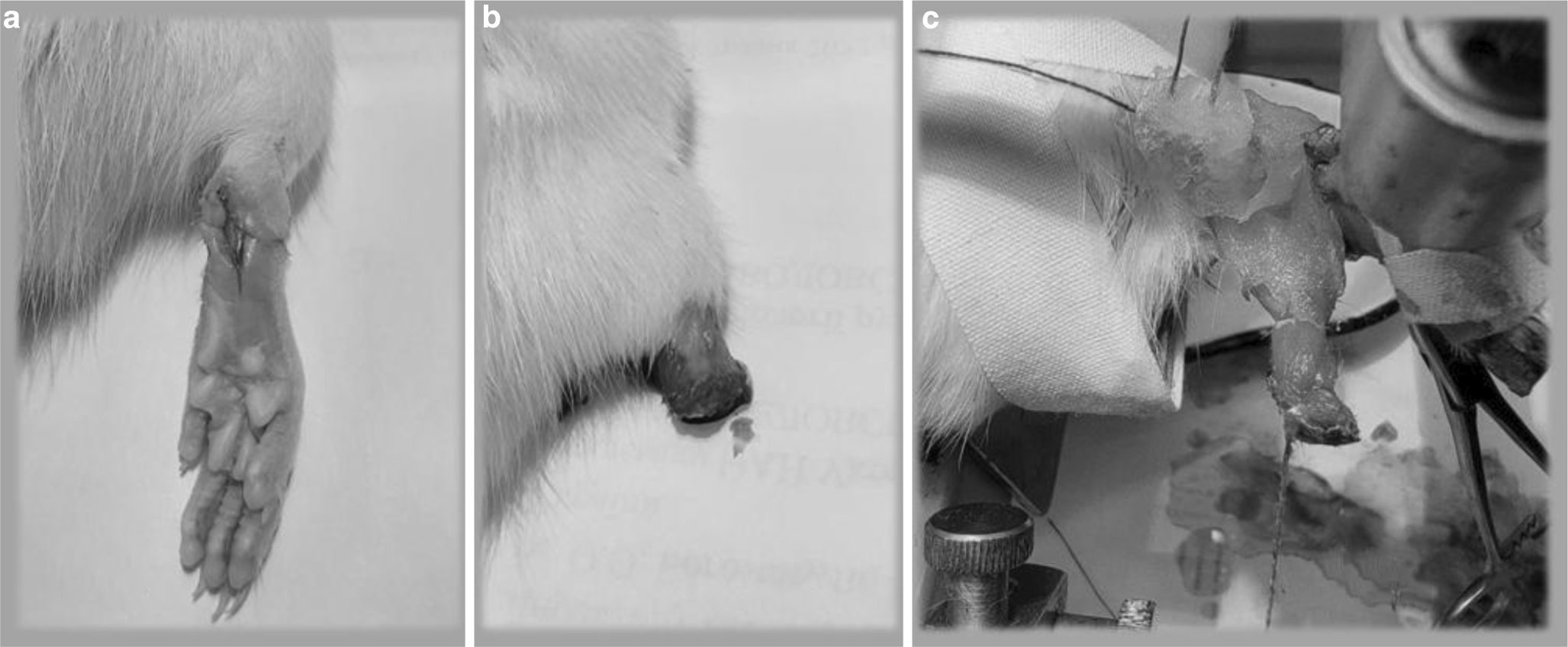 Changes in the mechanics of rat calf muscle contraction during the first five weeks after foot amputation