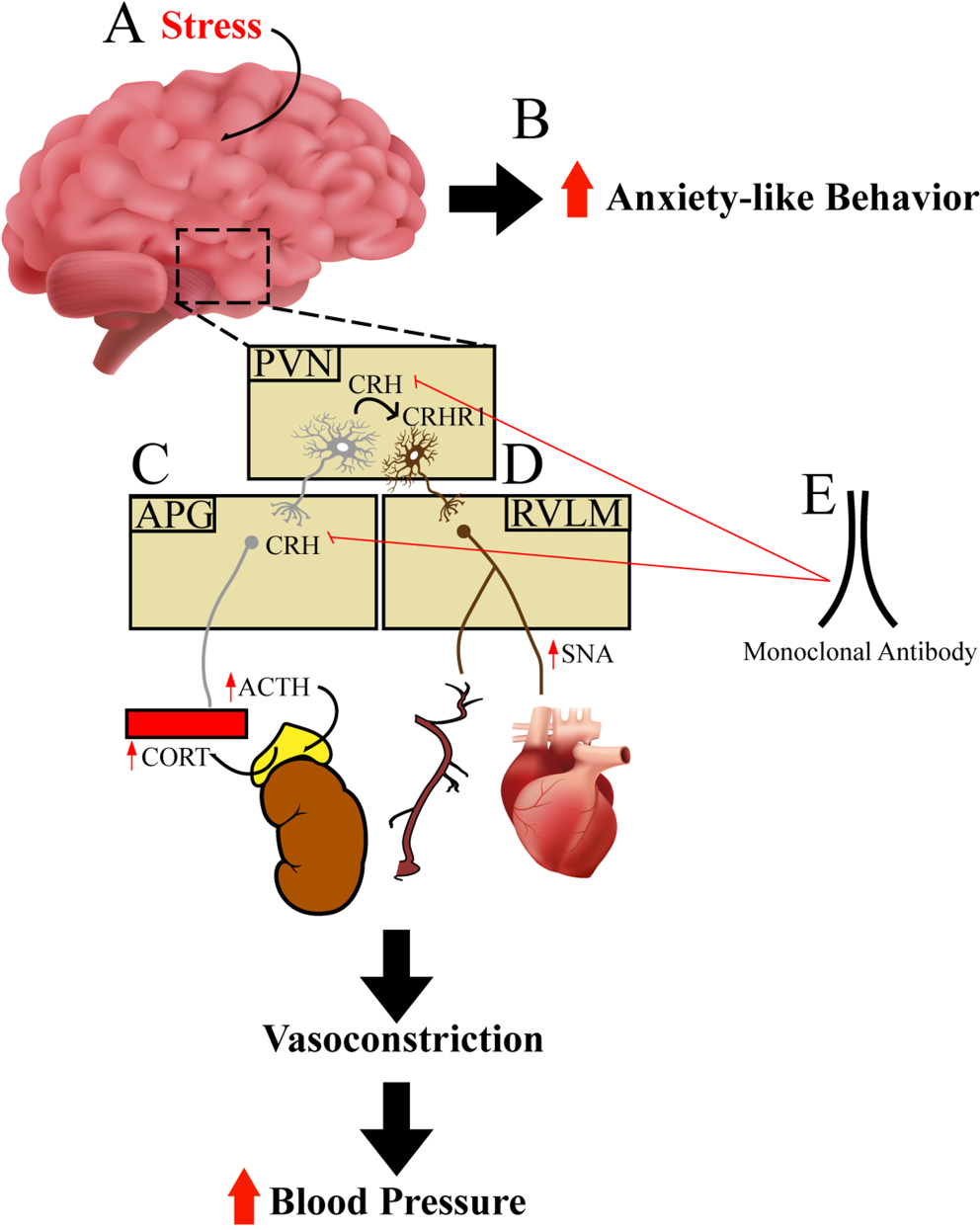 Corticotropin releasing hormone in psychological stress-induced hypertension