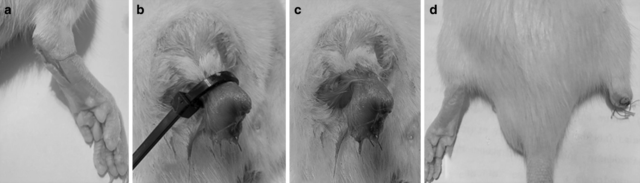 Mechanogram-based differentiation of post-amputation versus ischemic skeletal muscle dysfunction in rats
