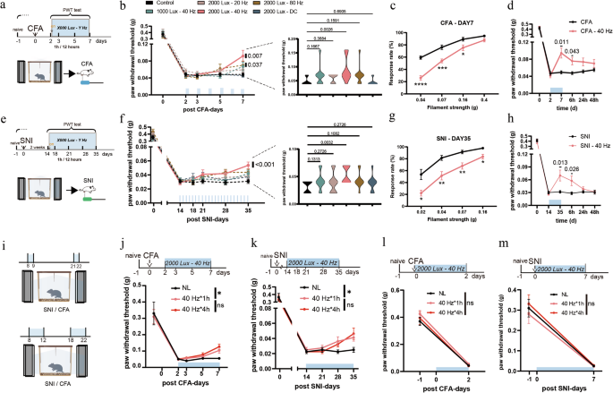 40 Hz light flickering alleviates chronic pain via adenosine signaling in the retina-amygdala pathway