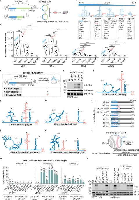 IRES–cargo interplay structurally modulates circular RNA translation