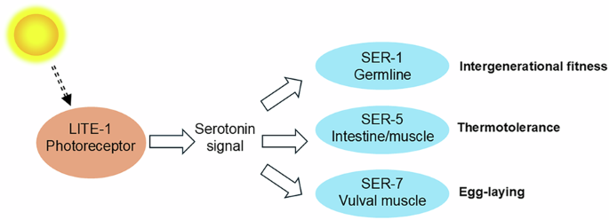 Eyeless light sensing promotes thermotolerance